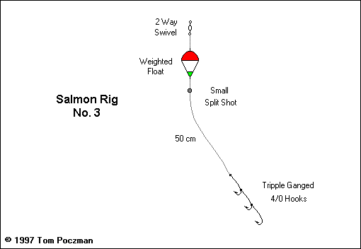 fishSA.com - Australian Salmon [Gone Fishing - Fish File]